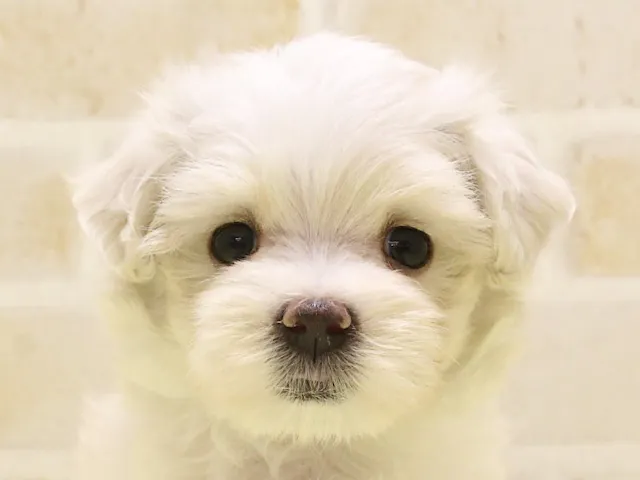 広島県のマルチーズ (ペッツワン広島LECT店/2025年5月1日生まれ/女の子/ホワイト)の子犬